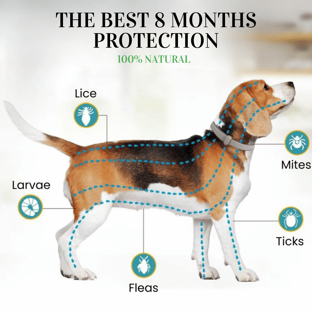 🔥Last Day Buy 1 get 1🔥Pet Collars for Flea and Tick Prevention🐕🐈