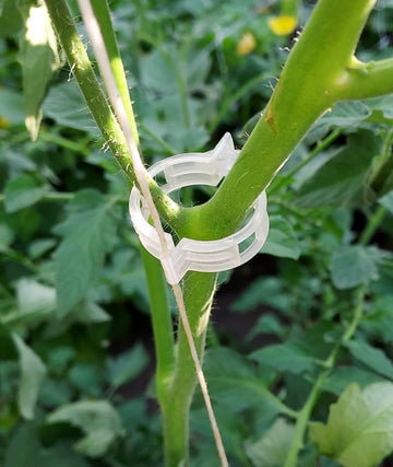 Customer garden photo showing plant support clips in use 5