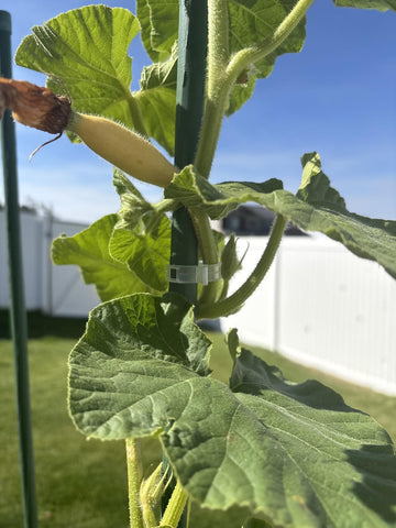 Customer garden photo showing plant support clips in use 12