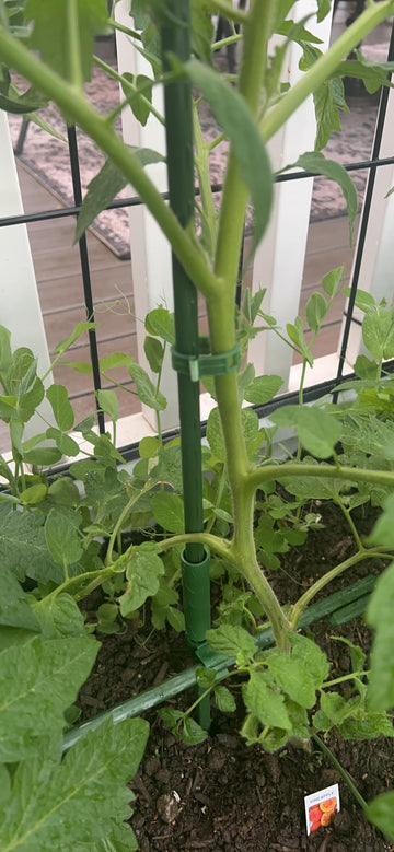 Customer garden photo showing plant support clips in use 8