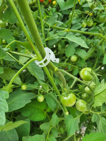 Customer garden photo showing plant support clips in use 16