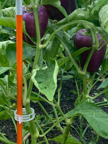 Customer garden photo showing plant support clips in use 19