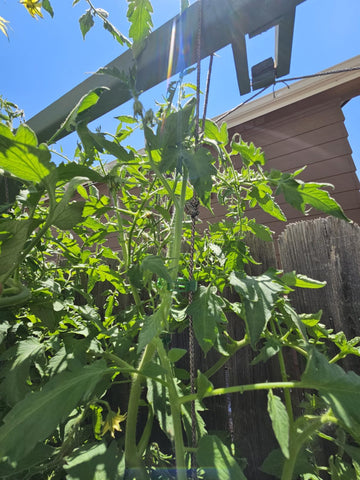 Customer garden photo showing plant support clips in use 2