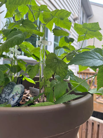 Customer garden photo showing plant support clips in use 14