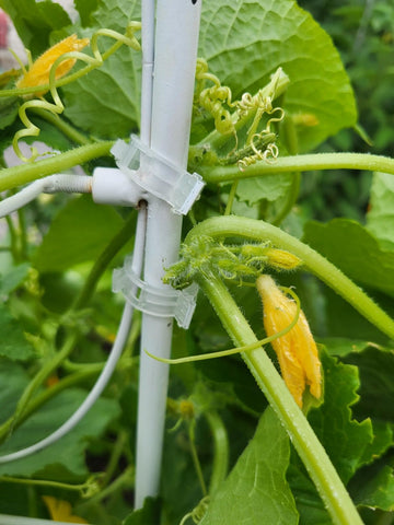 Customer garden photo showing plant support clips in use 17