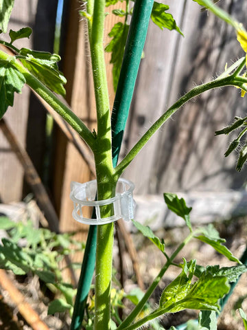 Customer garden photo showing plant support clips in use 4