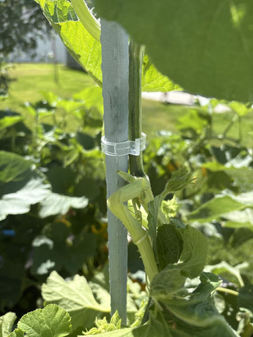 Customer garden photo showing plant support clips in use 11