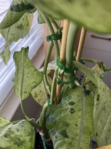 Customer garden photo showing plant support clips in use 13