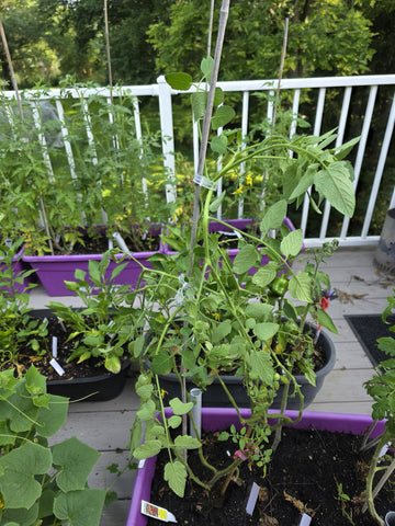 Customer garden photo showing plant support clips in use 7