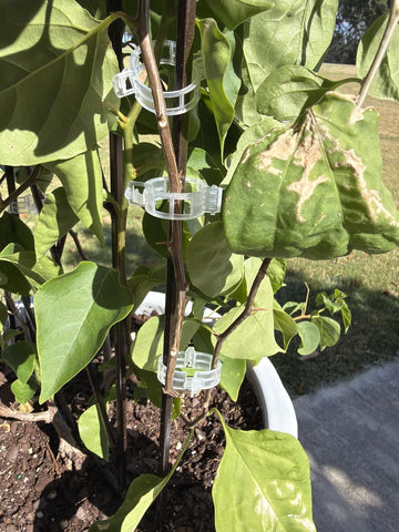 Customer garden photo showing plant support clips in use 6
