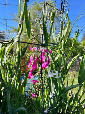 Customer garden photo showing plant support clips in use 3