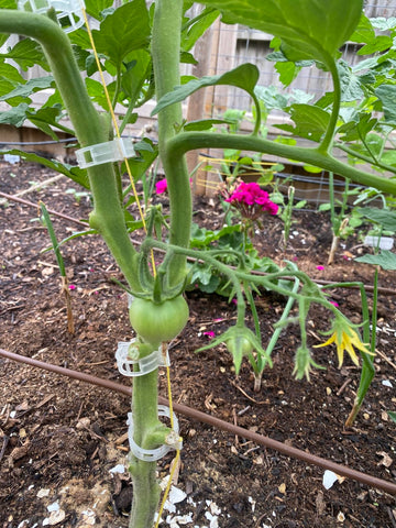 Customer garden photo showing plant support clips in use 18