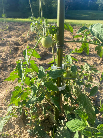 Customer garden photo showing plant support clips in use 9