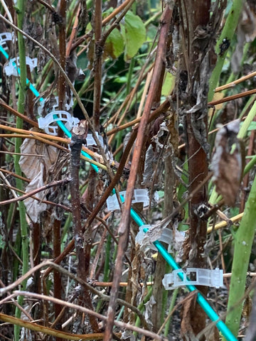 Customer garden photo showing plant support clips in use 20