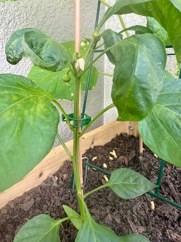 Customer garden photo showing plant support clips in use 1