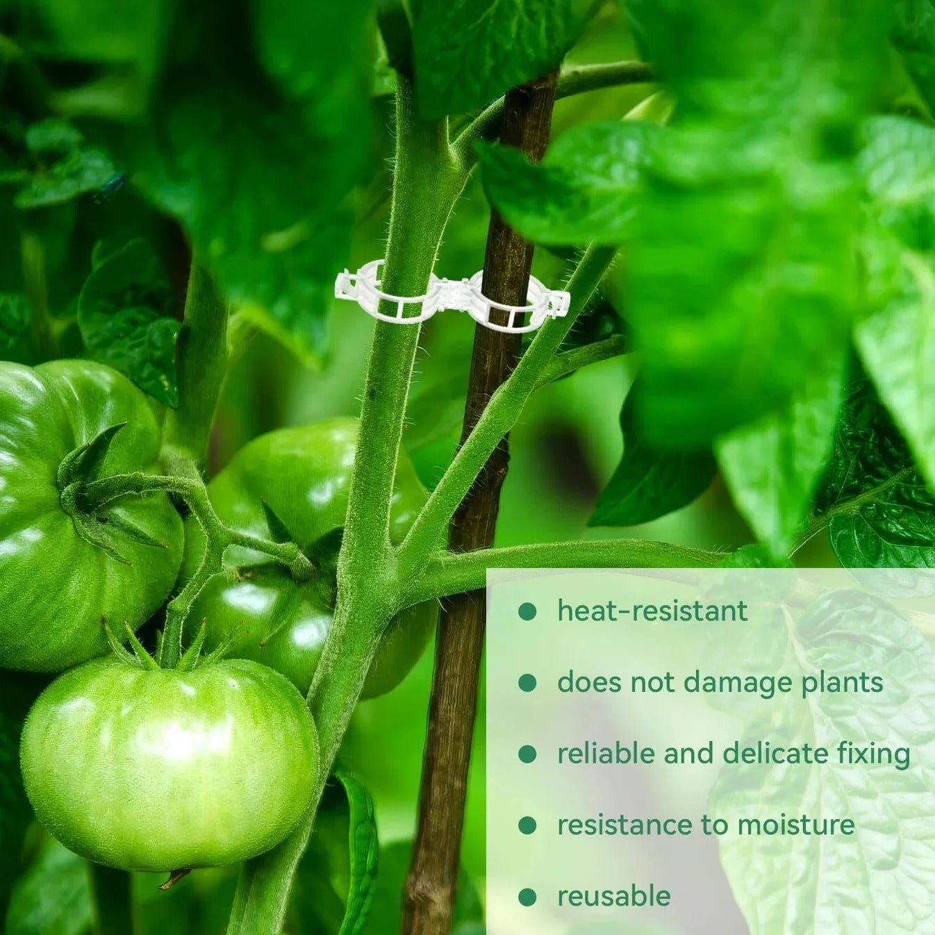Plant support clip holding a tomato stem to a stake